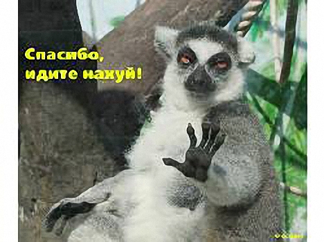 Лемуры на среду