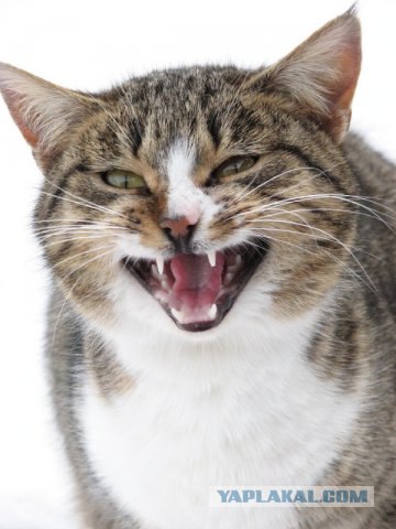 Уррааа! Котовторник на ЯПлакалъ!