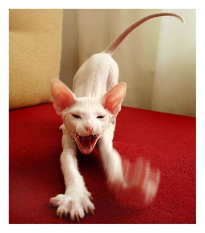 Коты говорят НЕТ понедельникам! Зевающие коты