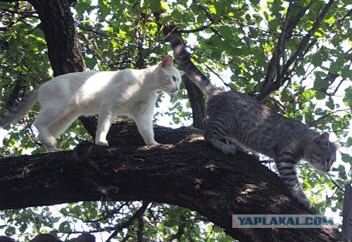 И снова во вторник - котовторник