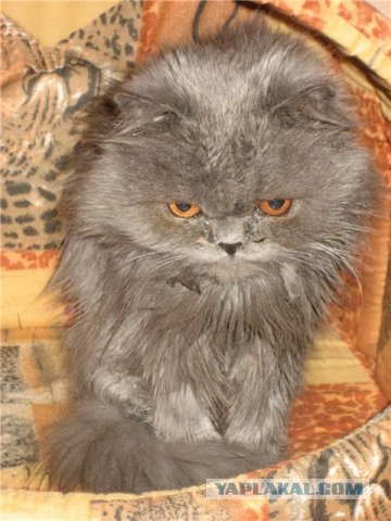 Котовторник на середину июня