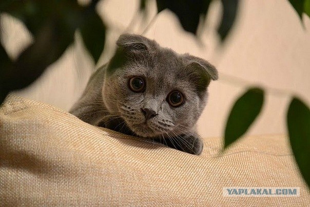 Котовторник 06.12.2011