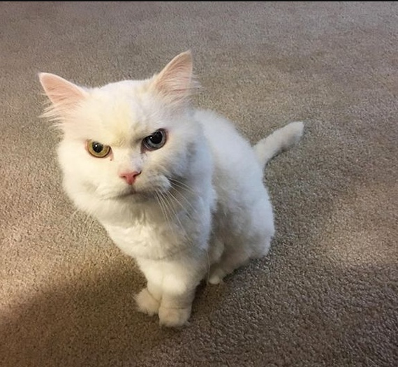 Немного милоты