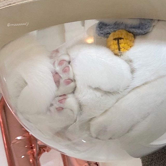Прикольных котов пост
