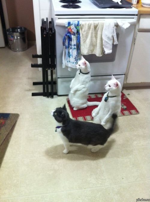 Котовторник (15.05.2012)