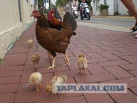 Похождения одной курицы...