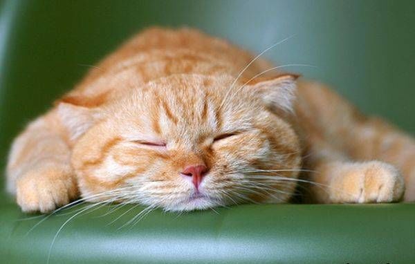 Забавные фото котеек