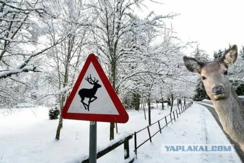Картинки разные 4.12.19.