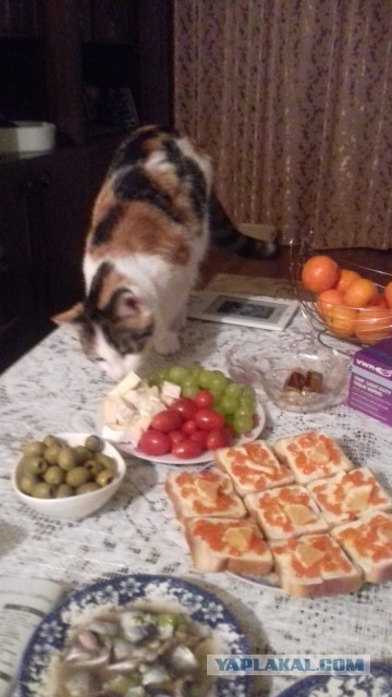Пожалуйста, не бросайте животных