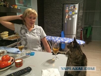 Давайте по котикам, которые с нами на самоизоляции