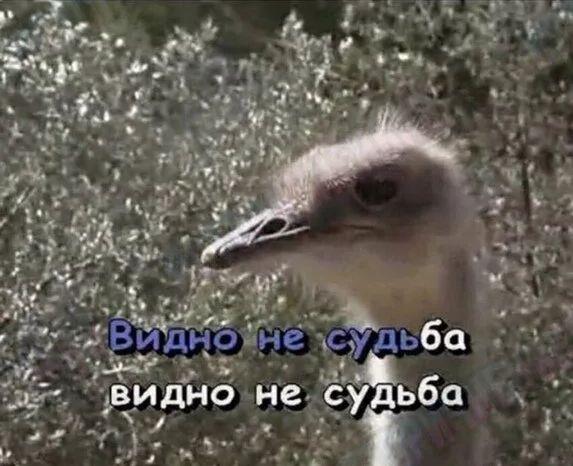 Бредзона 06.07.2020