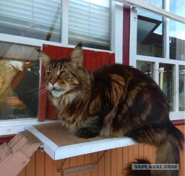 Смешные коты