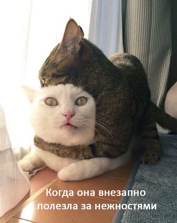 Женщины - они как кошки № 2