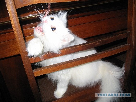 Заботливый кото-фей