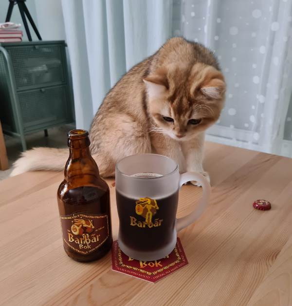 Кот Василий