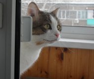 Котовторник 26.03.2013