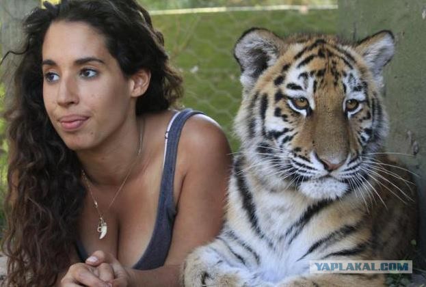 Бульдог, тигр и лев