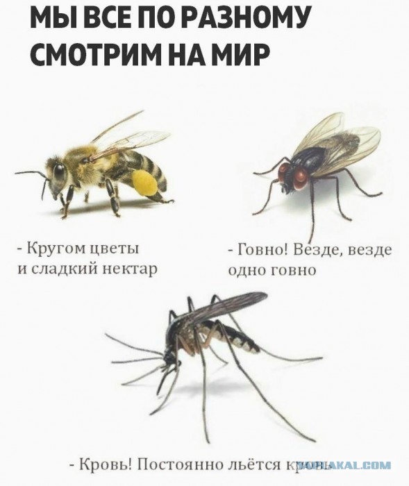 В Госдуме предложили обложить налогом хозяев кошек и собак