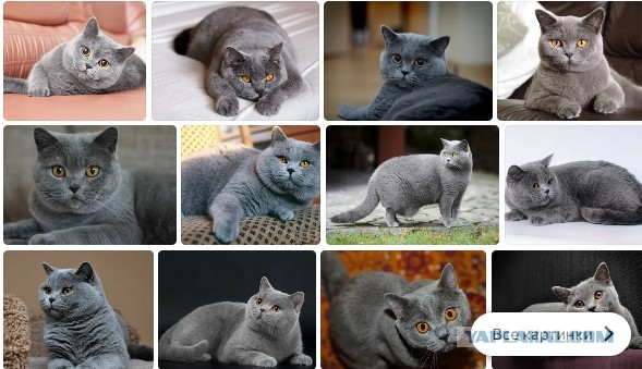 К котовторнику. Пришел жить