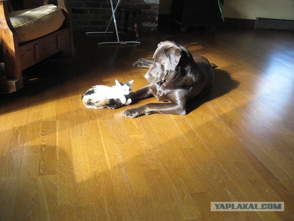 Деревенская Америка - 10