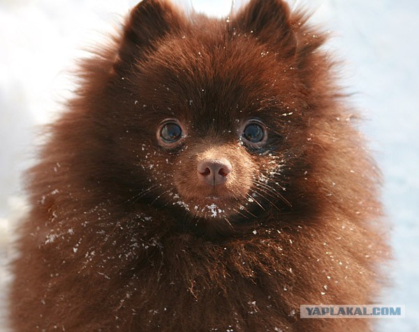 Собакочетверг! 6.06.2013