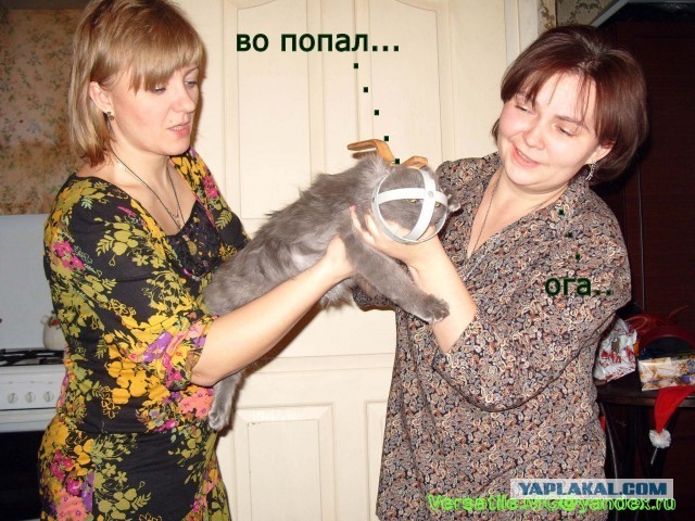 Подарок другу на ДР. Переносилка для котов