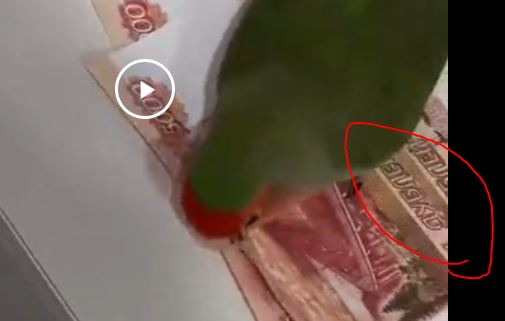 Перья из пятитысячных купюр сделал себе попугай — его хозяева просто оставили наличку на комоде