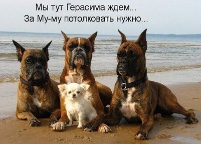 Картинки для деградации 244 (разной степени свежести)