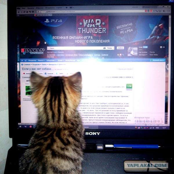 Если у вас нет собаки...