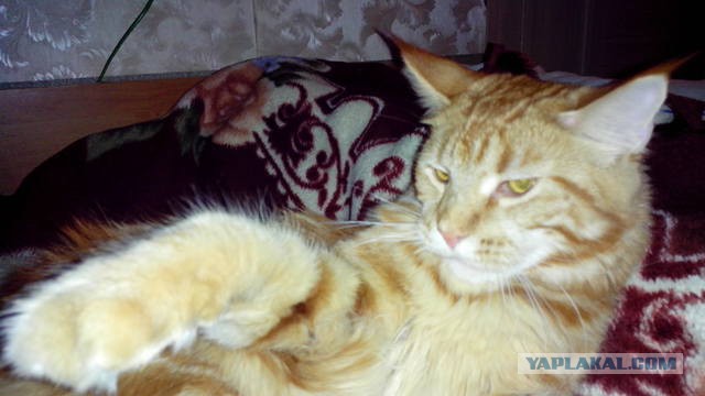 Котовторник 25.02.2014