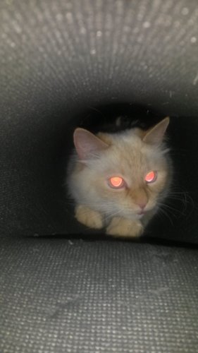 Котовторник 22.07.14