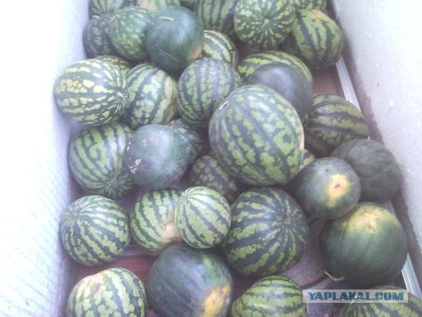 Польша назвала "репрессиями" запрет на ввоз овощей