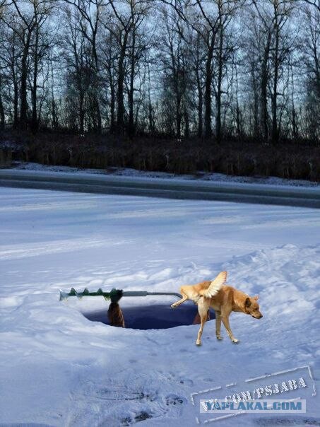 Отфотошопте моё фото