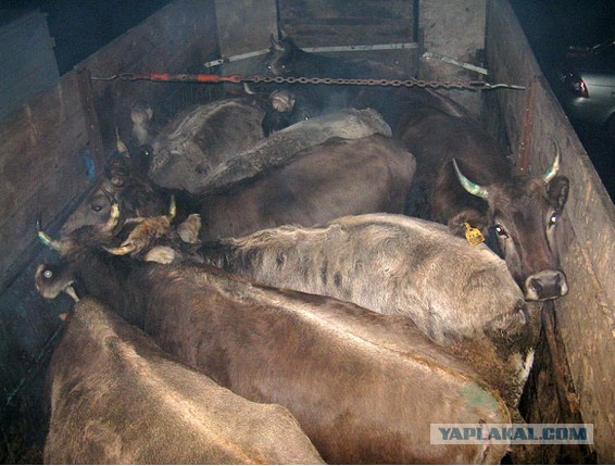 Я предлагаю вьетнамцев - на кол!