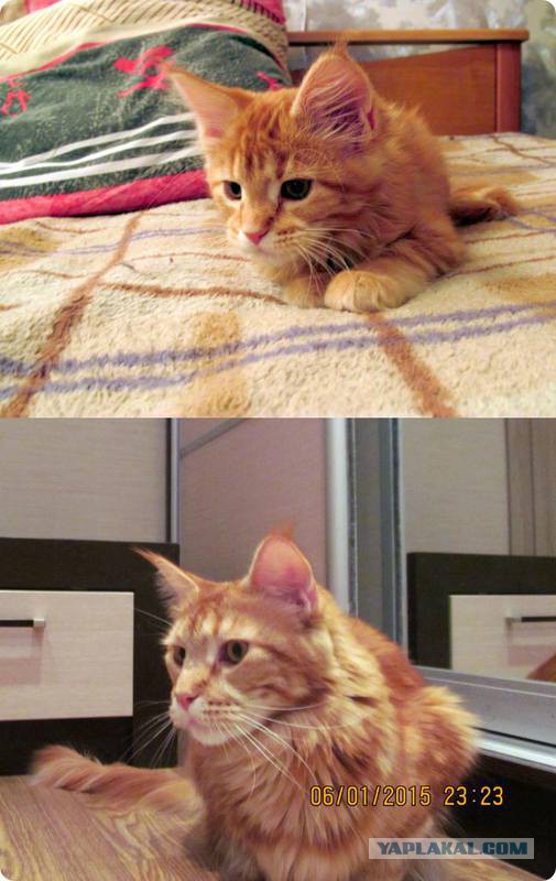 Котовоскресенье