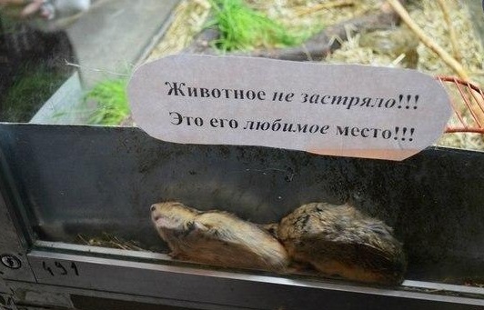 Животные ,которые застряли.
