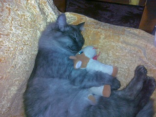 Котовторник