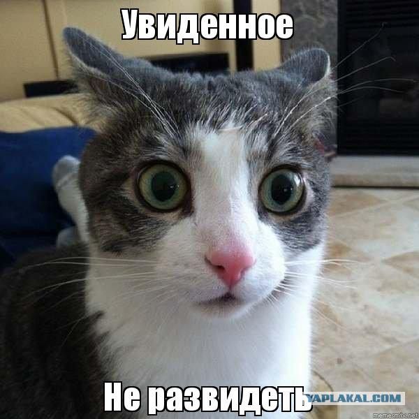 Изнасилование по котяцки