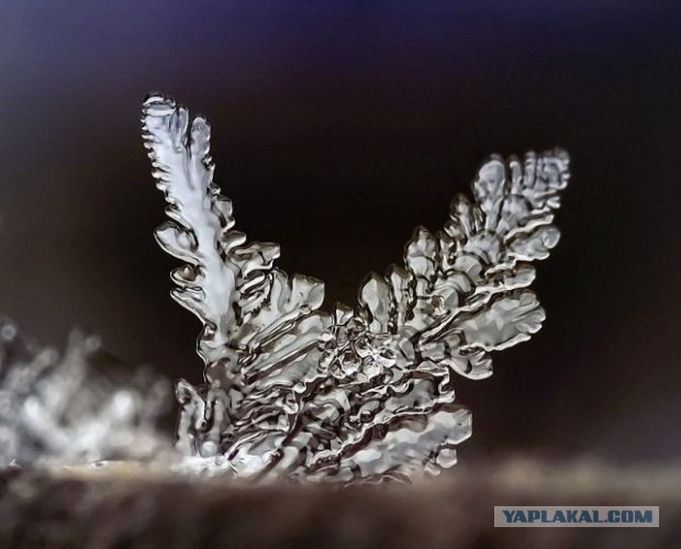 Ледяная зима