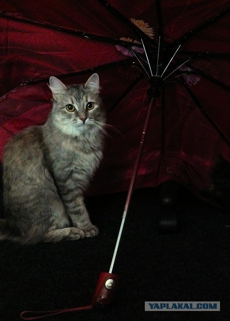 Котовторник