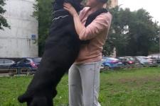 Самые большие в мире собаки