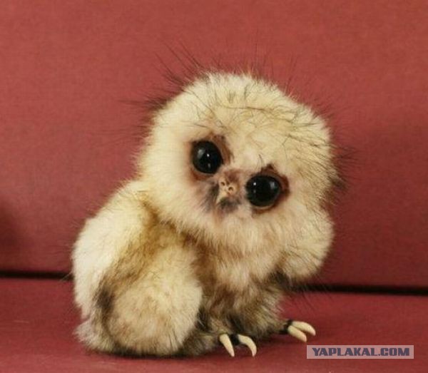 Поиграй со мной! Погладь меня!