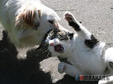 Коты, кошки, котята