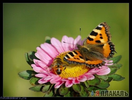 НАСЕКОМЫЕ. Мухи, бабочки, мотыльки, моль, и все летающие твари, пауки