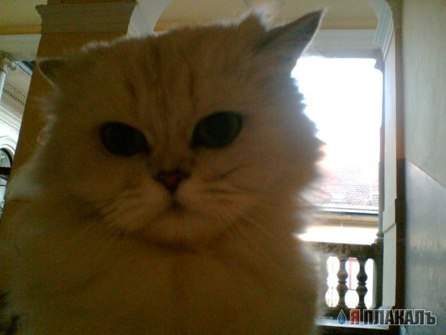 Коты, кошки, котята
