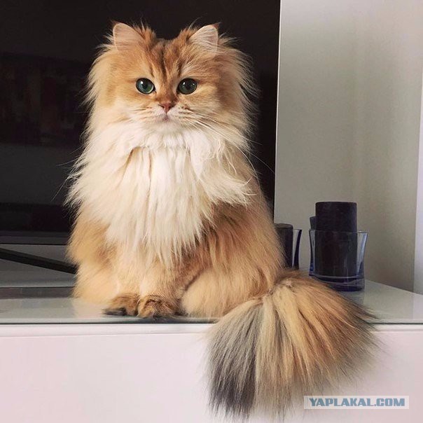 Комок милоты