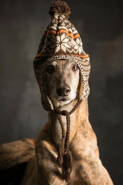 Мохнатые беспредельщики