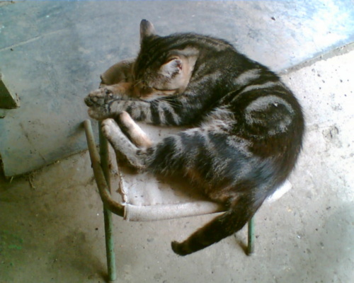 Котомет во вторник (11.12.2007)