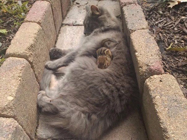 Прикольные животные