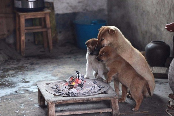 Прикольные животные